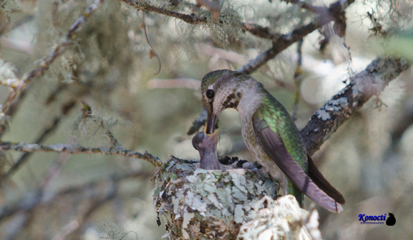 "Anna's Hummingbird feeding"
