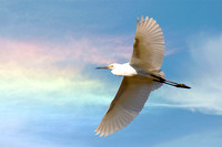 "Snowy Egret in flight" Tule Lake, Lake County, CA