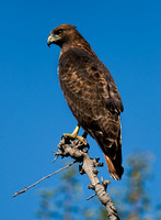 "Red tail hawk" Lake County, CA