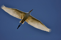 "Great Egret flying"