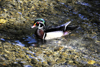"Wood Duck" (Male) Lake County, CA