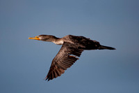 "Cormorant flying"
