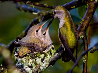 "Anna's Hummingbird" (feeding chick on right)