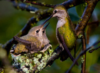 "Anna's Hummingbird" (feeding chick on left)
