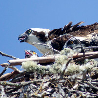"Osprey and Chick at nest"