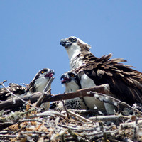 "Osprey at nest with Chicks"