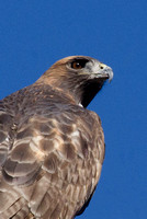 "Red-tailed Hawk" Lake County, CA