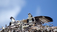 "Osprey young and nest with cloudy sky"