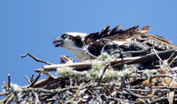 "Osprey (Female) at nest"