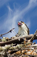 "Young Osprey and nest" Lake County, CA