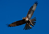 "Red-tailed Hawk in flight" Sacramento Valley, CA