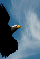 "Bald Eagle Flying" Lake County, CA