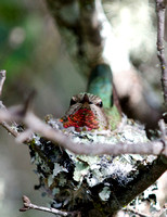 "Anna's Hummingbird and nest"