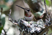 "Anna's Hummingbird" female