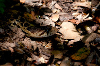 "Gopher Snake" searching thru Live Oak area, Lake County, CA