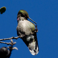 "Anna's Hummingbird on a tree branch"