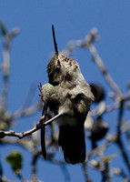 "Anna's Hummingbird" Lake County, CA