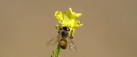 "Honeybee and Mustard blossoms"