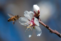 "Honeybee and Apple Blossoms"