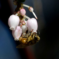 "Honey Bee and Manzanita blossoms"