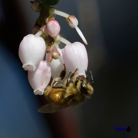"Honey Bee and Manzanita blossoms"