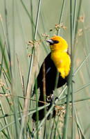"Yellow-headed Blackbird"  Lake County, CA