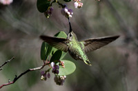 "Anna's Hummingbird" and Manzanita Blossoms, Lake County, CA