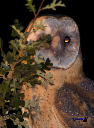 "Night Owl" Lake County, CA