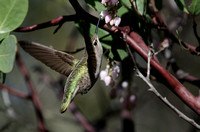 "Anna's Hummingbird" Lake County, CA