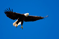 "Bald Eagle flying" Soda Bay, CA