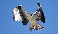 "Young Osprey in Flight" (Fledgeling with new pair of talons)