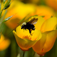 "Bumblebee and California Poppie" Lake County, CA