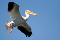"White Pelican" Lake County, CA