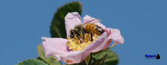 "Honey Bee and Wild Rose blossom" Lake County, CA
