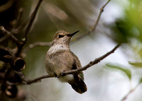 Hummingbird Fledgling