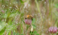 "Honeybee" Lake County, CA