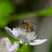 "Honeybee and Blackberry blossom" Lake County, CA