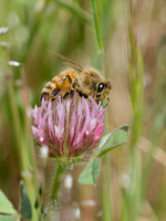 "HoneyBee" and flower, Lake County, CA
