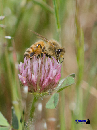 "HoneyBee" and flower, Lake County, CA