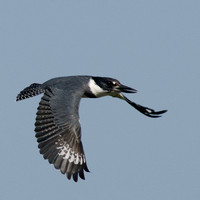 "Kingfisher" Lake County, CA