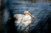 "White Pelican" Lake County, CA