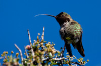 "Anna's Hummingbird" (Male) Glen Eden Trail, Scotts Valley, CA