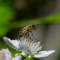 "Honeybee and Blackberry blossom" Lake County, CA