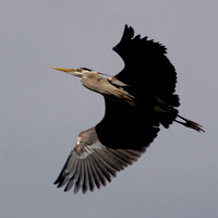 "Blue Heron" Lake County, CA