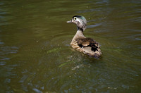 "Wood Duck"  (Female) Lake County, CA