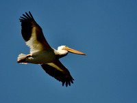 "White Pelican"