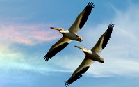 "White Pelican Flying" Rod-man slough, Lake, County, CA