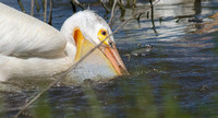 "White Pelican and Fish" Lake County, CA