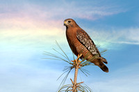 "Hawk in pine top"
