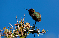 "Male Anna's Hummingbird" Glen Eden trail, Scotts Valley, CA